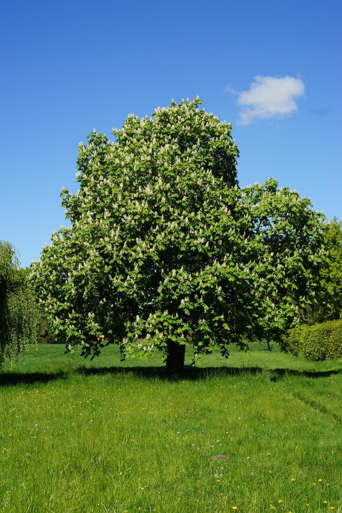 chestnut tree, pasture, blossoms