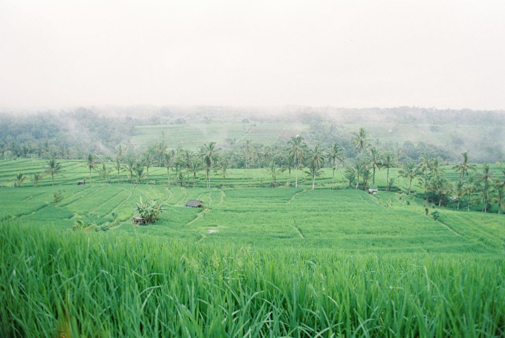 Lush green rice terraces in Bali, Indonesia, showcasing stunning landscapes.